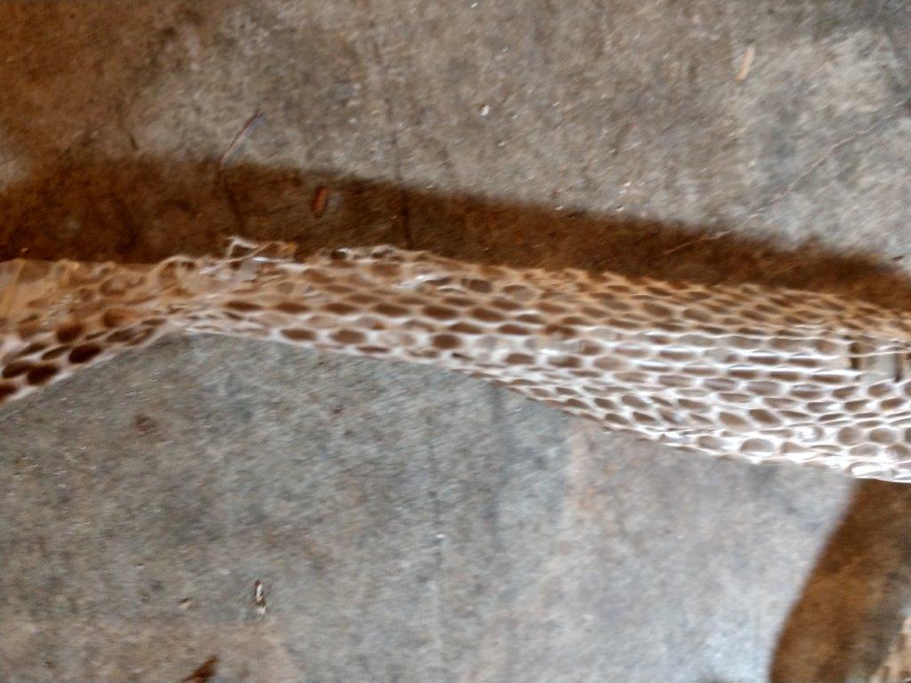 Atlanta snake skin