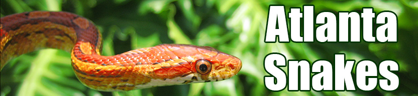 Atlanta snake